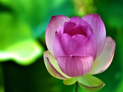 Our Own Unique Flaws Add Beauty To Our World 