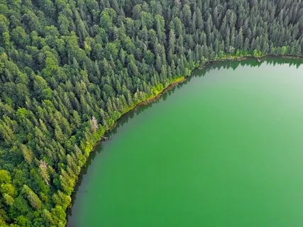 Our Tribe Is Free (Emotional Freedom Meditation Music)