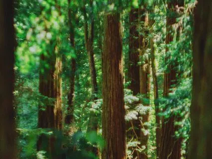 Our Truest Nature (Guided Meditation With Music)