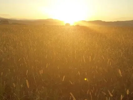 Out Beyond Ideas | Rumi Poem