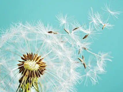 Overcome Anxiety & Fear - A Guided Meditation