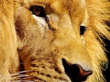 Overcome Anxiety With The ROAR Method