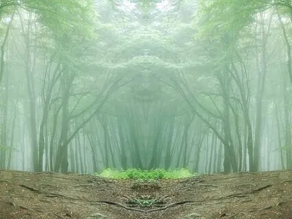 Overcome Challenges: Forest Meditation For Personal Growth