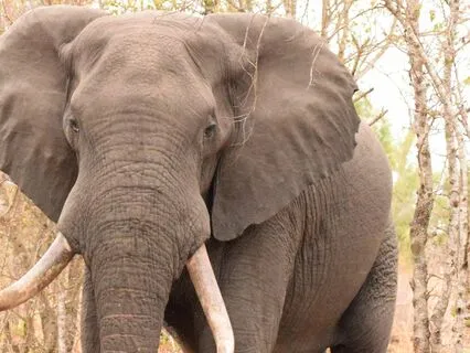 Overcome Obstacles Using Your Inner Elephant Energy!