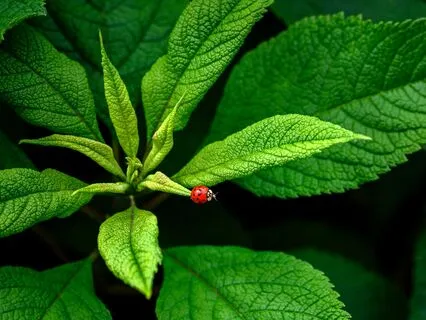 Overcoming Anxiety With 532 Hz