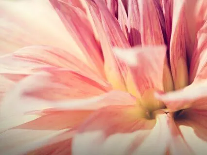 Overcoming Challenges And Finding Purpose