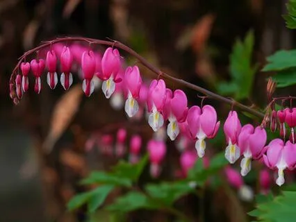 Awakening The Tender Heart: Softening Into Connection