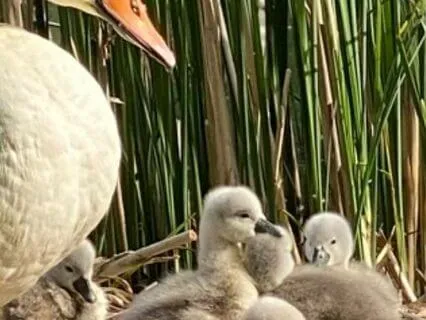 Overcoming Narcissistic Abuse: A Healing Meditation