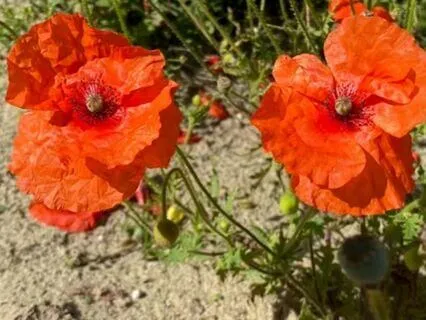 Overcoming Narcissistic Abuse: Healing Shame And Guilt