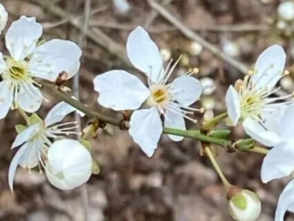 Overcoming Narcissistic Abuse: Listening Within