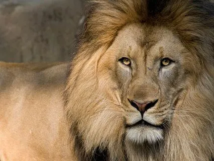 Overcoming Obstacles With Your Inner Lion Energy