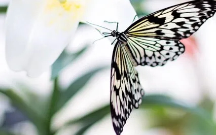 Overcoming Self Sabotage EFT Tapping Meditation 