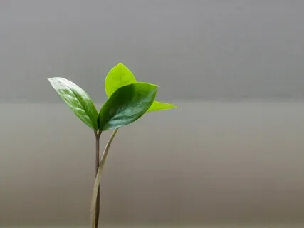 Overcoming The Fear Of Scarcity After The Virus