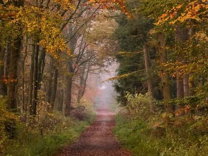 The Loss Of A Pet: A Visualization