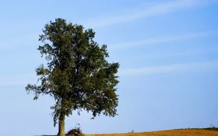 Overcoming The Overwhelm