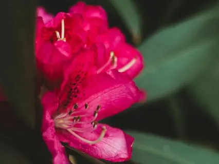 Overlooking The Flower - The Beauty We Fail To See