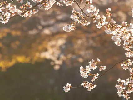 Overly ResponsiBULLoney (Season 2)