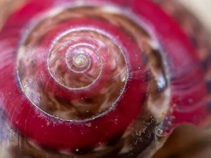 Overnight Abundance Reconditioning: Golden Ratio Hz Descent