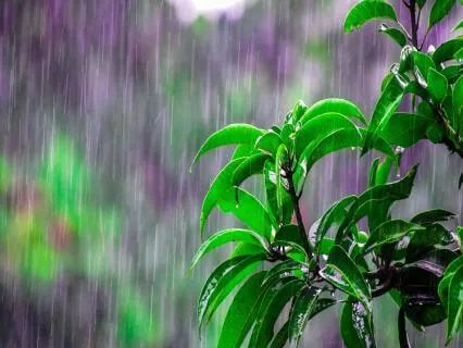 Overnight Rain For Deep, Comforting Sleep