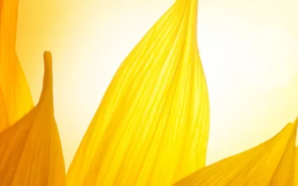 Overstimulation Meditation