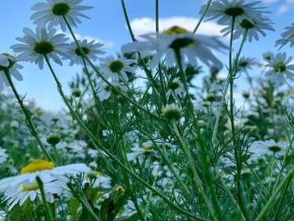 Overthinkers Morning Reset