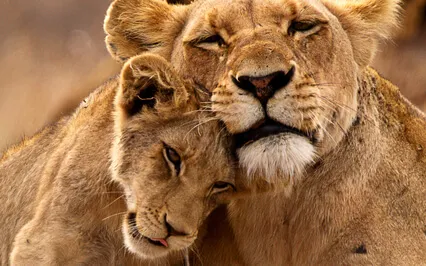 Overturning Rejection Protection