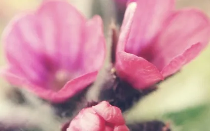 Ovulation Phase: Radiant Expansion