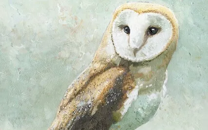 Owl Dreams | Sleep Story For All