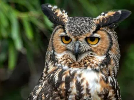 Owl Spirit Meditation: Wisdom, Clarity, & Night Vision