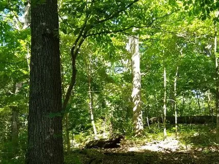 Owl's Spook-tacular Tale: A Winnie-The-Pooh Bedtime Story