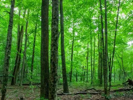 Owl's Wise Adventure: A Winnie-The-Pooh Bedtime Story