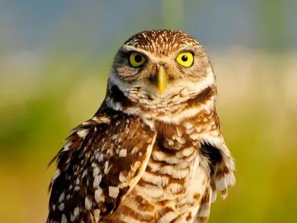 Owl Sound Meditation