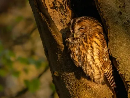 Owl Sounds & Delicate Rainfall