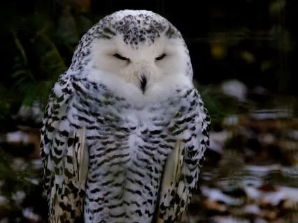 Owl Sounds For Sleep: Calm A Racing Mind