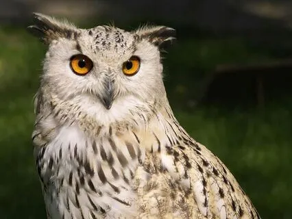 Owl Spirit Animal Activation Meditation