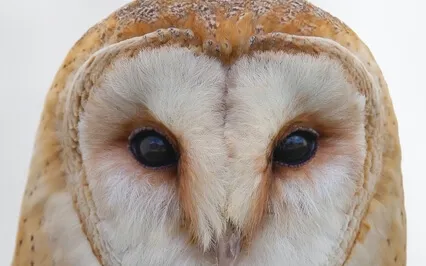 Owl Spirit Animal