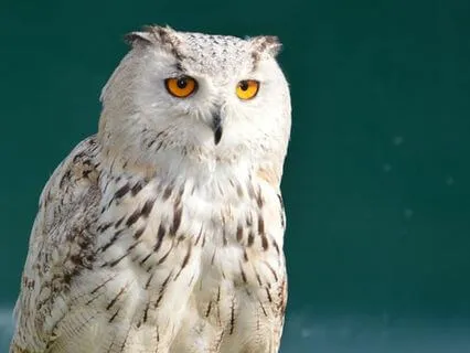 Owl Wisdom: Visualize And Gain Clarity