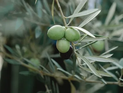 Ozi V’zimrat Yah (Feat. Madhu Anziani)