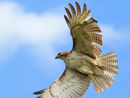 Air Element Meditation – Hawk & Blue Dragon Journey