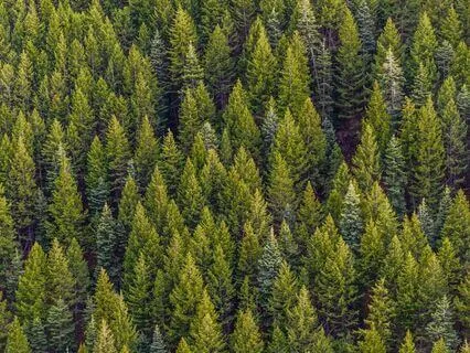 Pachamama Live Looping