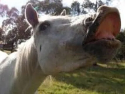 Paddock Breathing Space