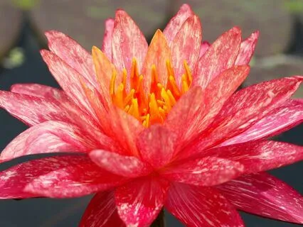 Padmasambhava Meditation: Cultivating Peace, Love, and Light