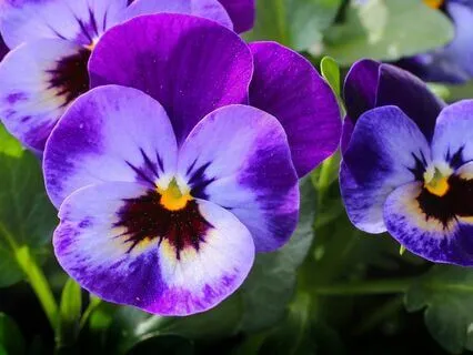 Pain Free Shoulder And Upper Back