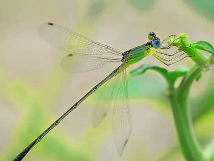 Pain Management - A Self Healing Journey