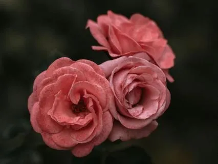 Pain Management Meditation