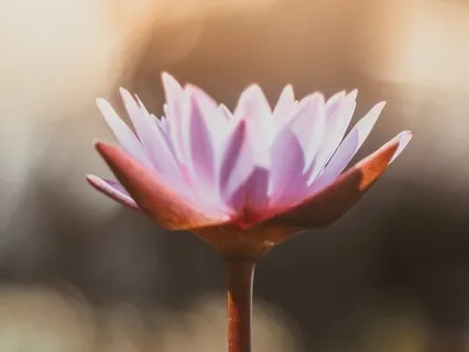 Pain Management Relaxation