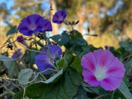 Pain Relief and Body And Mind Healing - Musical Meditation