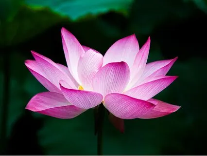 Pain Relief Healing Guided Meditation