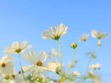 Pain Relief Through Sound: Tuning Forks