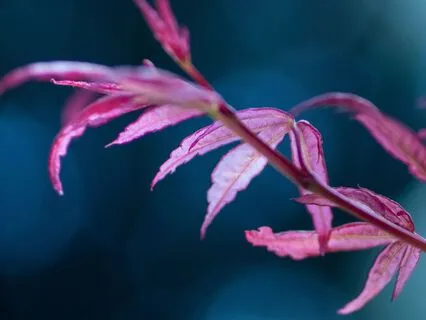 Painted Horizons - Tranquility